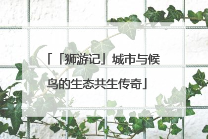 「狮游记」城市与候鸟的生态共生传奇