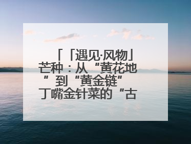 「遇见·风物」芒种：从“黄花地”到“黄金链” 丁嘴金针菜的“古法”经