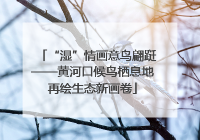 “湿”情画意鸟翩跹——黄河口候鸟栖息地再绘生态新画卷