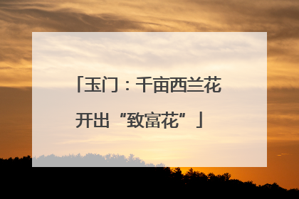 玉门：千亩西兰花开出“致富花”