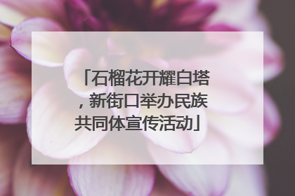 石榴花开耀白塔，新街口举办民族共同体宣传活动