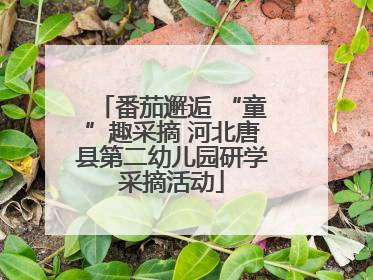 番茄邂逅 “童”趣采摘 河北唐县第二幼儿园研学采摘活动