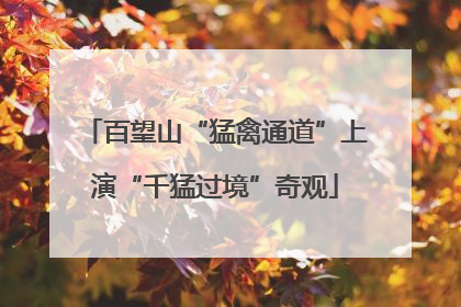 百望山“猛禽通道”上演“千猛过境”奇观