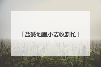 盐碱地里小麦收割忙