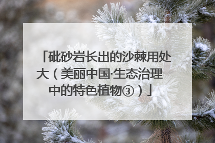 砒砂岩长出的沙棘用处大（美丽中国·生态治理中的特色植物③）
