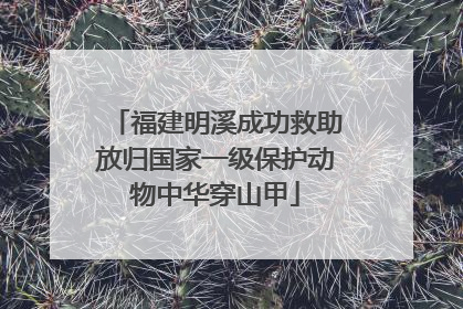 福建明溪成功救助放归国家一级保护动物中华穿山甲