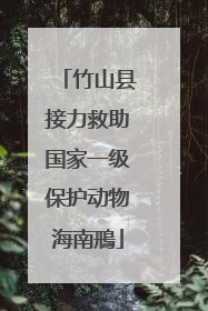 竹山县接力救助国家一级保护动物海南鳽