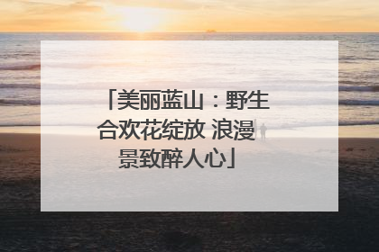 美丽蓝山：野生合欢花绽放 浪漫景致醉人心