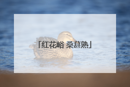 红花峪 桑葚熟