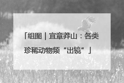 组图｜宜章莽山：各类珍稀动物频“出镜”