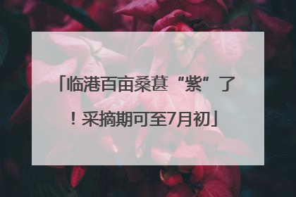 临港百亩桑葚“紫”了！采摘期可至7月初