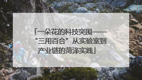 一朵花的科技突围——“三用百合”从实验室到产业链的菏泽实践