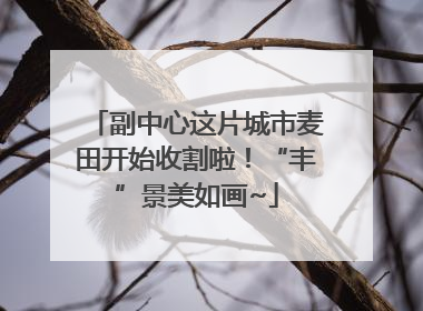 副中心这片城市麦田开始收割啦！“丰”景美如画~