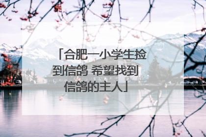 合肥一小学生捡到信鸽 希望找到信鸽的主人