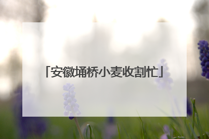 安徽埇桥小麦收割忙