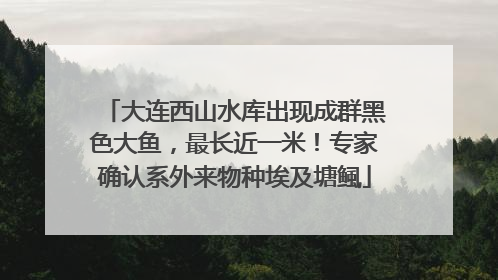 大连西山水库出现成群黑色大鱼，最长近一米！专家确认系外来物种埃及塘鲺