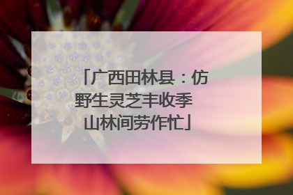 广西田林县：仿野生灵芝丰收季 山林间劳作忙
