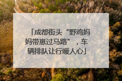 成都街头“野鸡妈妈带崽过马路”，车辆排队让行暖人心