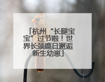杭州“长腿宝宝”过节啦！世界长颈鹿日邂逅新生幼崽