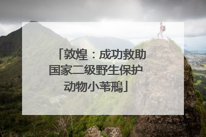 敦煌：成功救助国家二级野生保护动物小苇鳽
