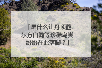 是什么让丹顶鹤、东方白鹳等珍稀鸟类纷纷在此落脚？