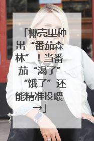 椰壳里种出“番茄森林”！当番茄“渴了”“饿了”还能精准投喂→