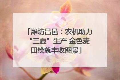 潍坊昌邑：农机助力“三夏”生产 金色麦田绘就丰收图景