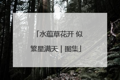 水蕴草花开 似繁星满天｜图集