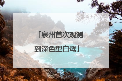 泉州首次观测到深色型白鹭