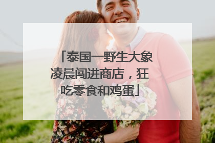 泰国一野生大象凌晨闯进商店，狂吃零食和鸡蛋