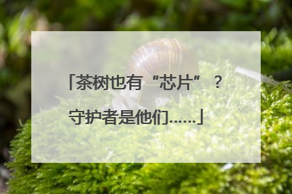 茶树也有“芯片”？守护者是他们……