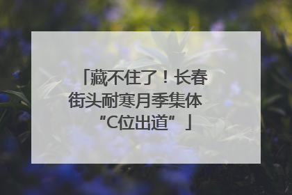 藏不住了！长春街头耐寒月季集体“C位出道”