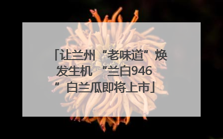 让兰州“老味道”焕发生机 “兰白946”白兰瓜即将上市
