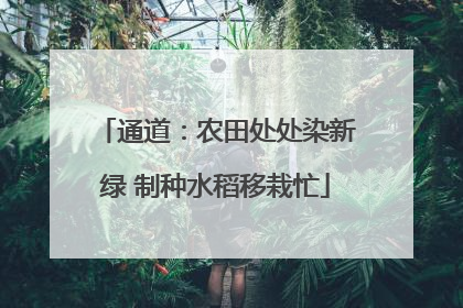 通道：农田处处染新绿 制种水稻移栽忙