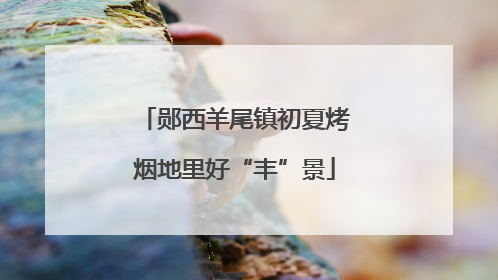 郧西羊尾镇初夏烤烟地里好“丰”景