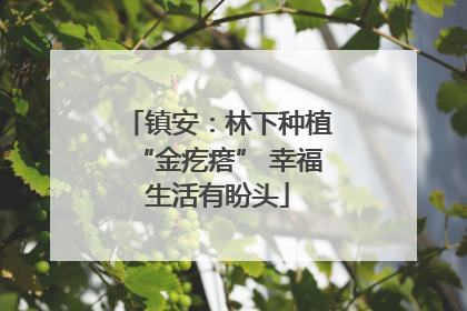 镇安：林下种植“金疙瘩” 幸福生活有盼头