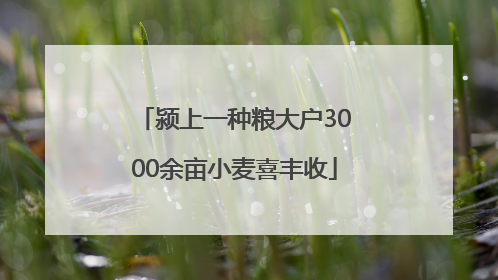 颍上一种粮大户3000余亩小麦喜丰收