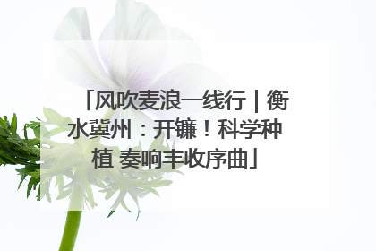 风吹麦浪一线行｜衡水冀州：开镰！科学种植 奏响丰收序曲