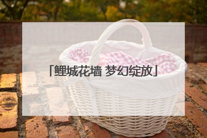 鲤城花墙 梦幻绽放