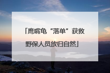 鹰嘴龟“落单”获救 野保人员放归自然